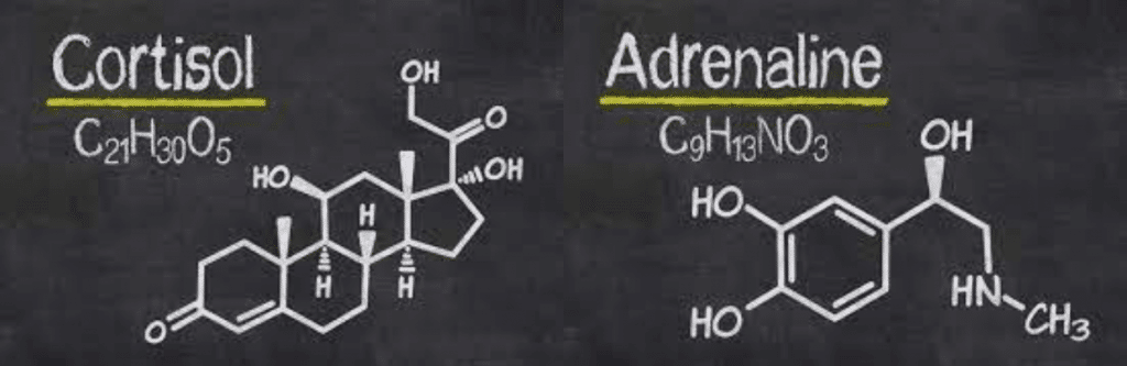 Estructura química del cortisol y la adrenalina.