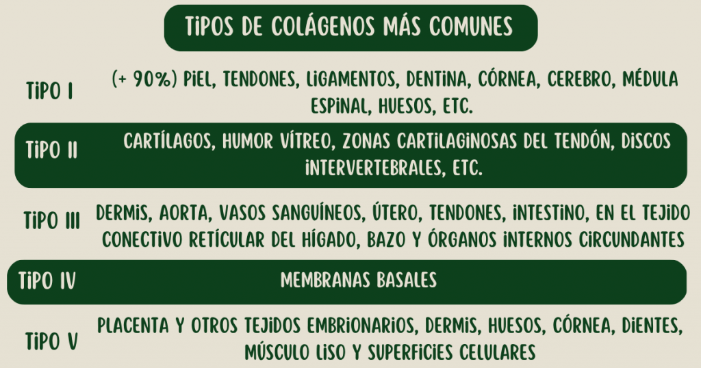 Tipos de colágeno más comunes en el cuerpo humano.